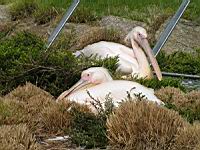 Pelican, Pelecanus onocrotalus, P. rufescens (ord Pelecaniformes) (fam Pelecanides) (Photo F. Mrugala) (02)